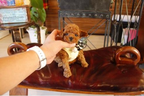 成約済の埼玉県のトイプードル-11190の3枚目