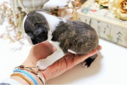 成約済の大阪府のボストンテリア-11205の3枚目