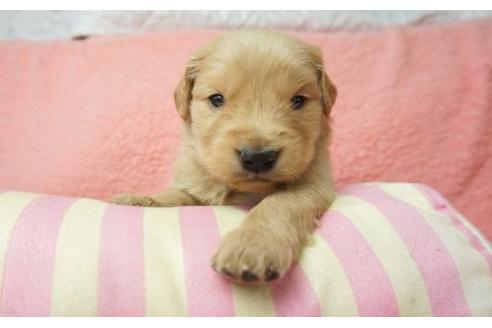 成約済の奈良県のゴールデンレトリーバー-10888の1枚目