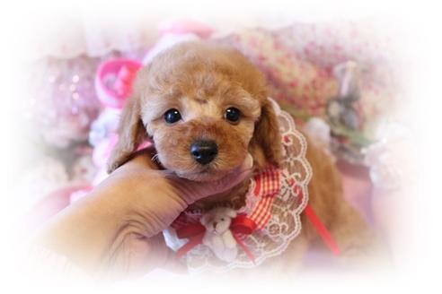 成約済の岡山県のトイプードル-11044の3枚目