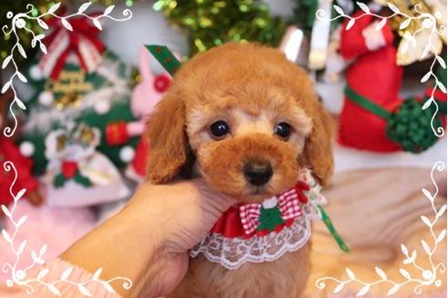 成約済の岡山県のトイプードル-11044の2枚目