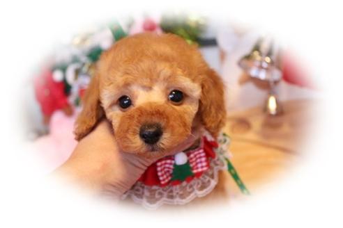 成約済の岡山県のトイプードル-11044の1枚目