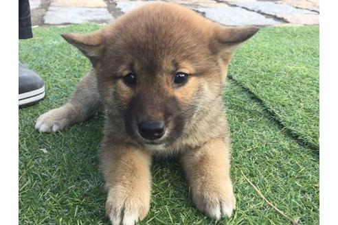 成約済の長崎県の柴犬-9970の1枚目