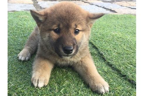 成約済の長崎県の柴犬-9970の2枚目