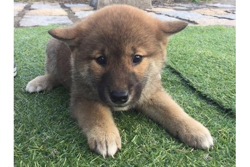 成約済の長崎県の柴犬-9970の3枚目