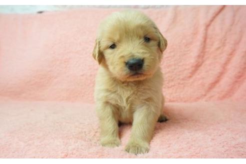 成約済の奈良県のゴールデンレトリーバー-10886の1枚目