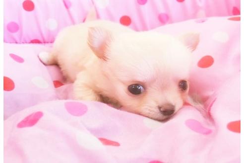成約済の大阪府のチワワ-11233の1枚目