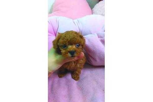 成約済の愛知県のトイプードル-11244の1枚目