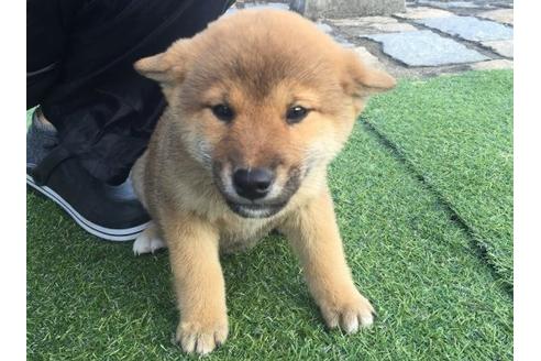 成約済の長崎県の柴犬-9972の3枚目