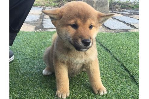 成約済の長崎県の柴犬-9972の1枚目