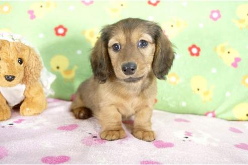 成約済の兵庫県のミニチュアダックスフンド-10682の3枚目