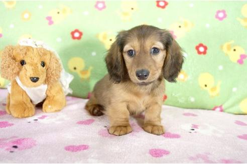 成約済の兵庫県のミニチュアダックスフンド-10682の1枚目