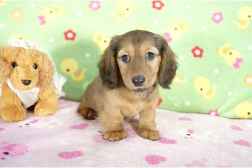 成約済の兵庫県のミニチュアダックスフンド-10682の2枚目