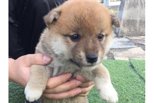 成約済の長崎県の柴犬-10523の1枚目