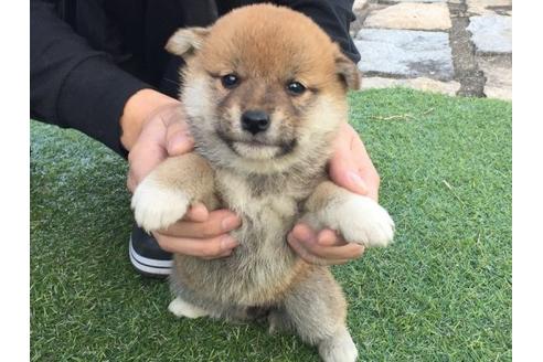 成約済の長崎県の柴犬-10523の2枚目