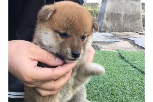 成約済の長崎県の柴犬-10523の3枚目