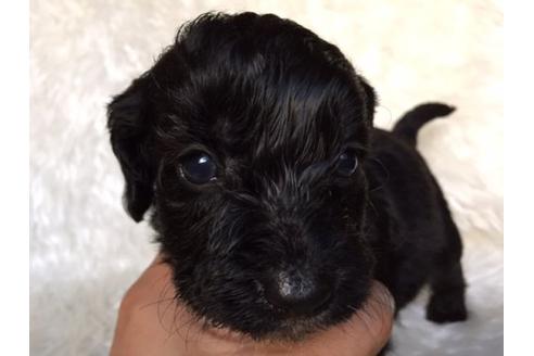 成約済の茨城県のミックス犬-11301の3枚目