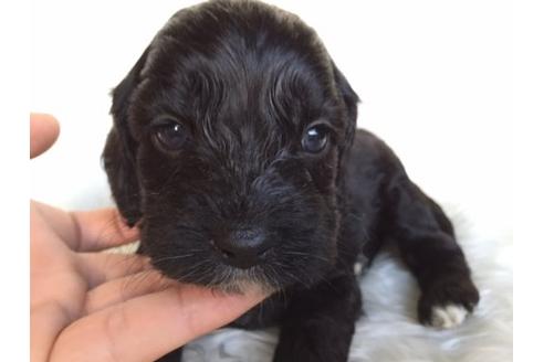 成約済の茨城県のミックス犬-11302の1枚目