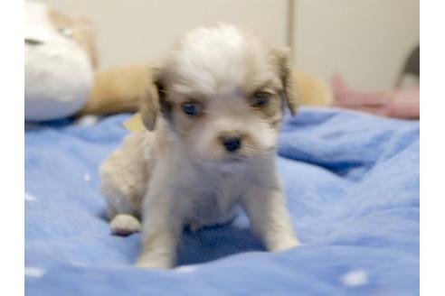 成約済の埼玉県のキャバリアキングチャールズスパニエル-11135の1枚目