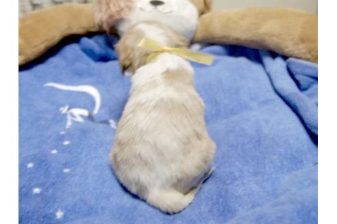 成約済の埼玉県のキャバリアキングチャールズスパニエル-11135の3枚目