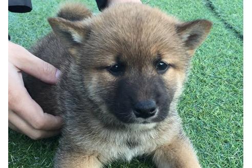 成約済の長崎県の柴犬-10527の1枚目