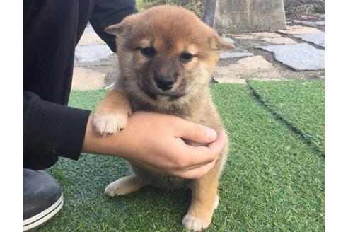 成約済の長崎県の柴犬-10341の1枚目
