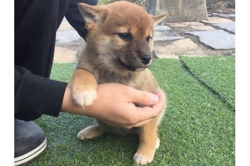 成約済の長崎県の柴犬-10341の2枚目
