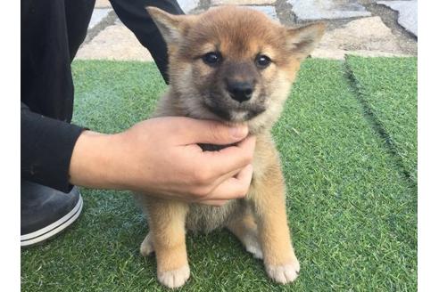 成約済の長崎県の柴犬-10341の3枚目