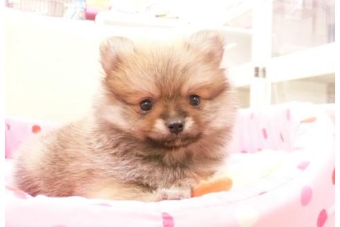 成約済の大阪府のポメラニアン-11317の5枚目