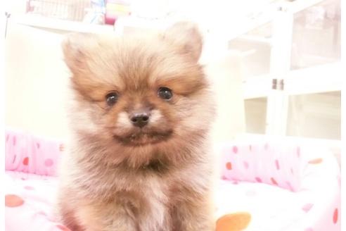 成約済の大阪府のポメラニアン-11317の3枚目