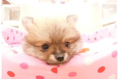 成約済の大阪府のポメラニアン-11317の2枚目