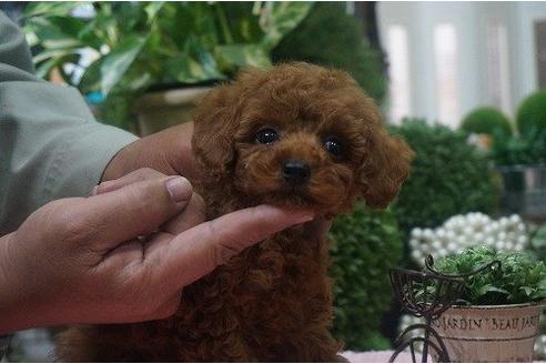 成約済の京都府のトイプードル-10876の2枚目
