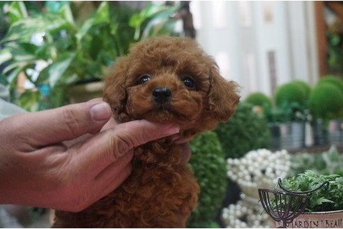 成約済の京都府のトイプードル-10876の3枚目