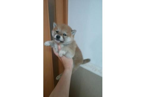 成約済の山口県の柴犬-11329の2枚目