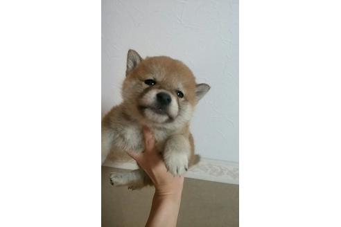 成約済の山口県の柴犬-11329の1枚目