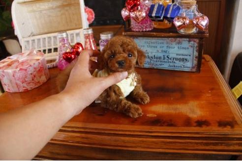 成約済の埼玉県のトイプードル-11376の2枚目