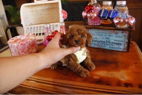 成約済の埼玉県のトイプードル-11376の3枚目