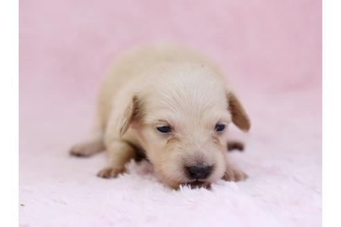 成約済の栃木県のミニチュアダックスフンド-11417の1枚目