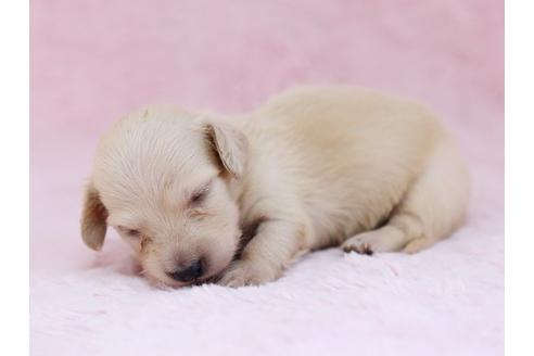 成約済の栃木県のミニチュアダックスフンド-11417の2枚目