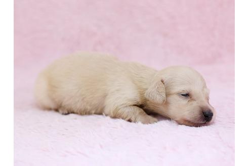成約済の栃木県のミニチュアダックスフンド-11417の3枚目