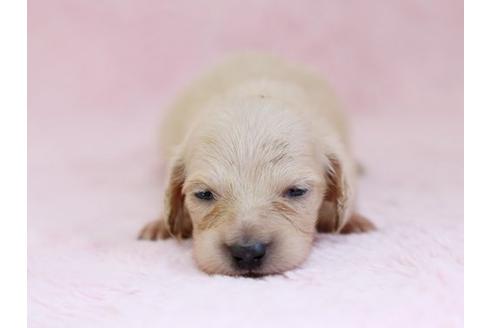 成約済の栃木県のミニチュアダックスフンド-11418の1枚目