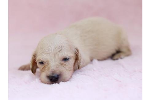 成約済の栃木県のミニチュアダックスフンド-11418の2枚目