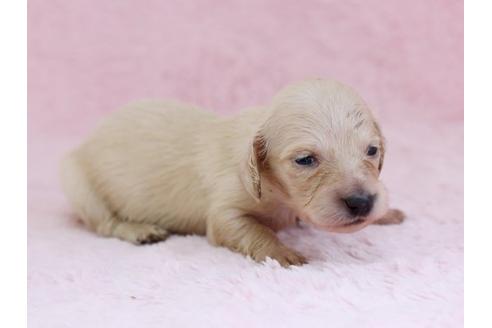 成約済の栃木県のミニチュアダックスフンド-11418の3枚目