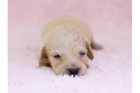 成約済の栃木県のミニチュアダックスフンド-11419の1枚目