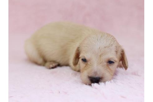 成約済の栃木県のミニチュアダックスフンド-11419の2枚目