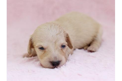 成約済の栃木県のミニチュアダックスフンド-11419の3枚目