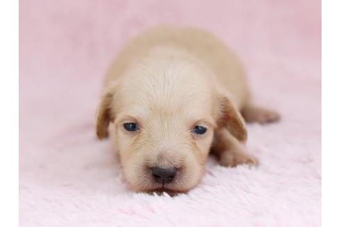 成約済の栃木県のミニチュアダックスフンド-11420の1枚目