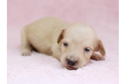 成約済の栃木県のミニチュアダックスフンド-11420の2枚目