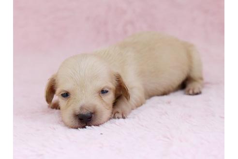 成約済の栃木県のミニチュアダックスフンド-11420の3枚目