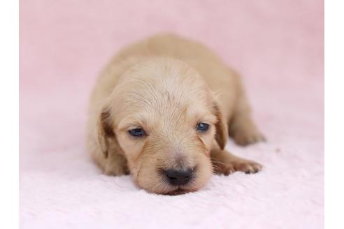 成約済の栃木県のミニチュアダックスフンド-11421の3枚目